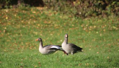 Graugänsen bei Sonnenbräune