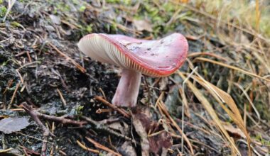 Pilz mit feschem Hut 😁