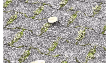 Habt ihr sowas schon mal gesehen? Pilze wachsen zwischen Steinen