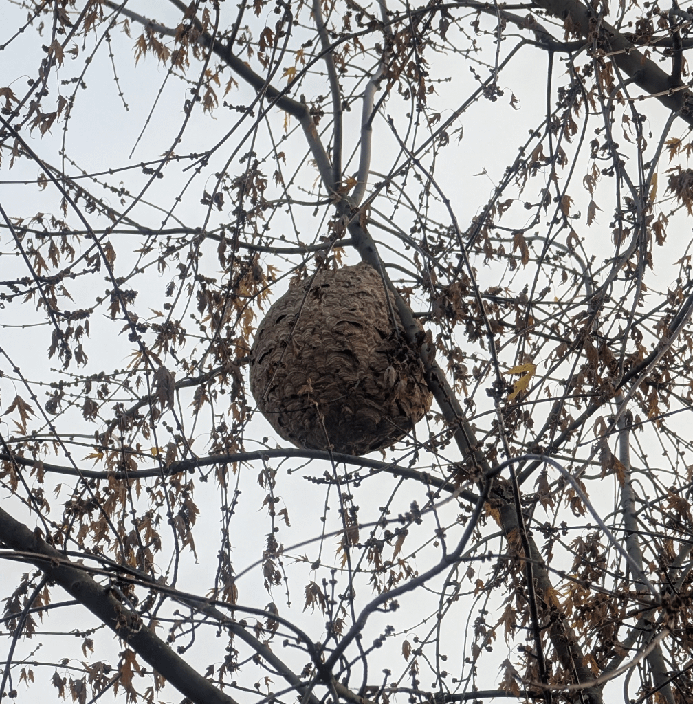 Nest der asiatischen Hornisse?
