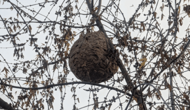 Nest der asiatischen Hornisse?