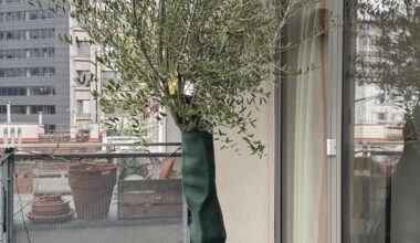 Olivenbaum überwintern