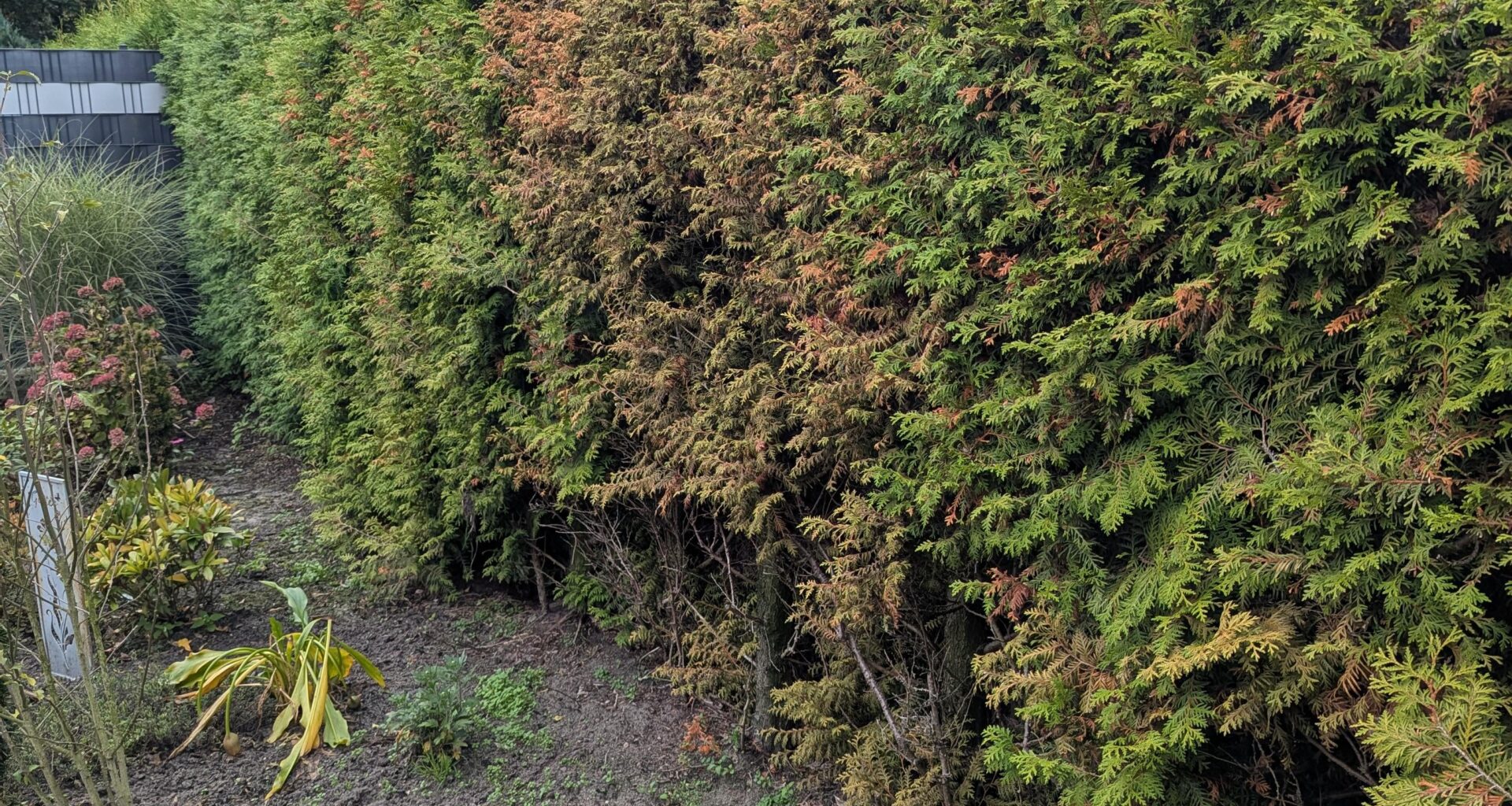 Was ist mit meiner Hecke los und kann man die noch retten?