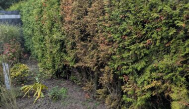 Was ist mit meiner Hecke los und kann man die noch retten?