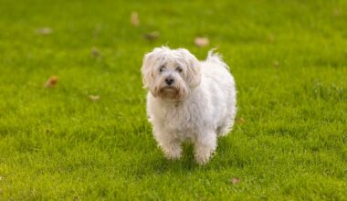 Tödlicher Hundebiss in Uetliburg SG: Polizei sucht dringend Zeugen