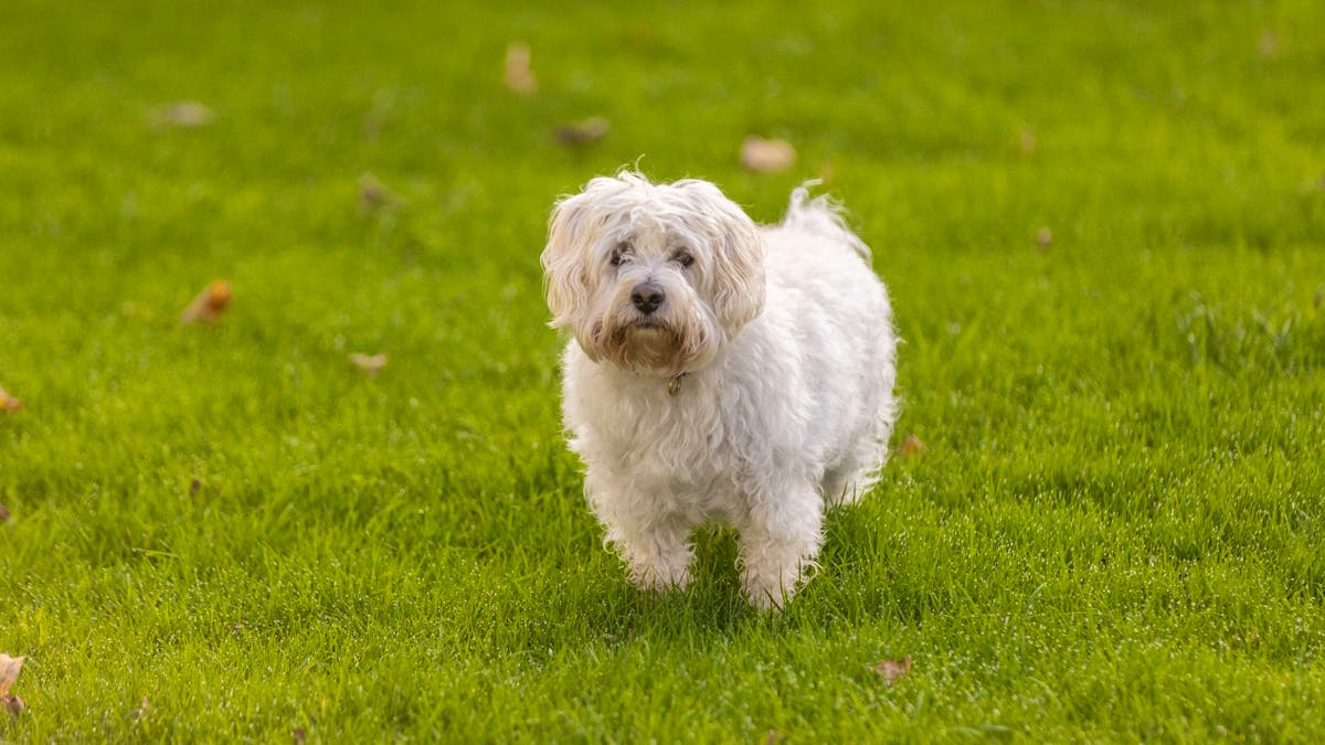 Tödlicher Hundebiss in Uetliburg SG: Polizei sucht dringend Zeugen