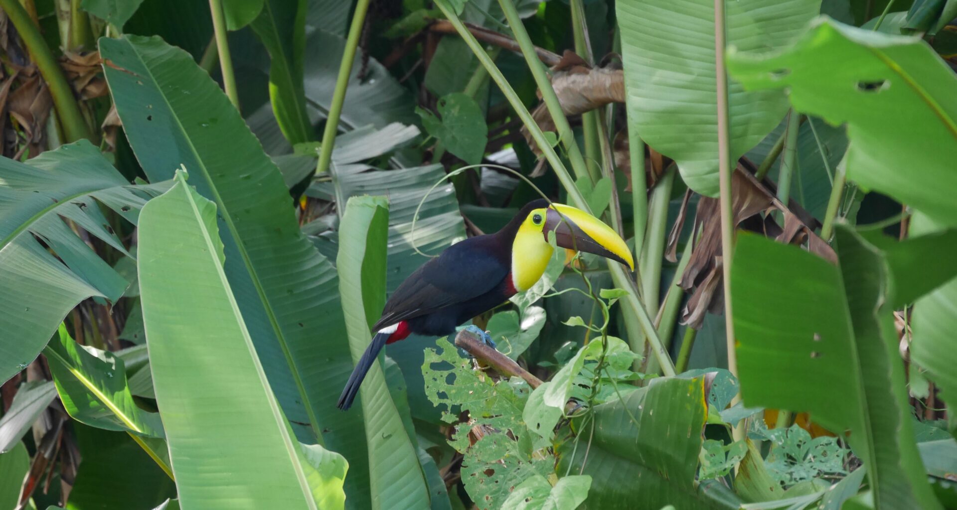 Ein sehr scheuer Swainson-Tukan