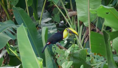 Ein sehr scheuer Swainson-Tukan