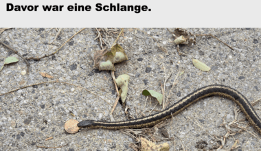 Schon wieder zu spät