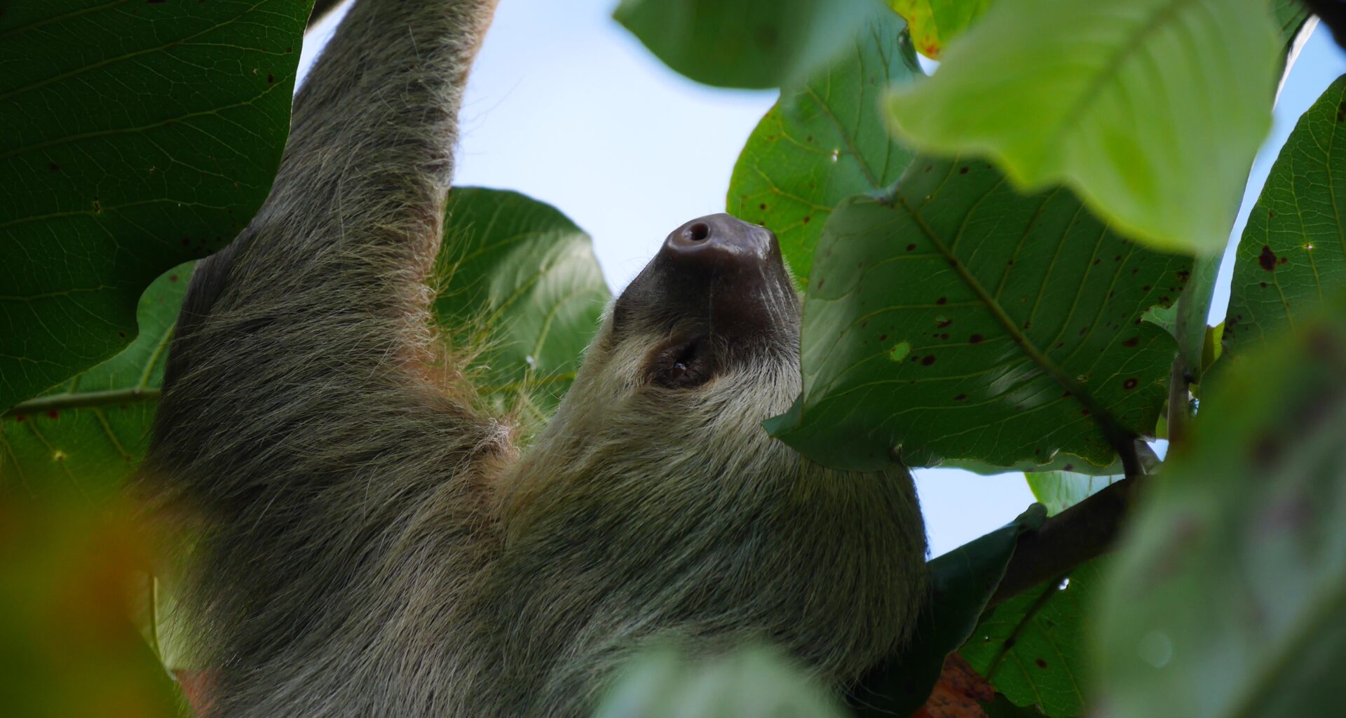 It's always sloth time in Manzanillo...
