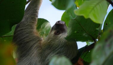 It's always sloth time in Manzanillo...