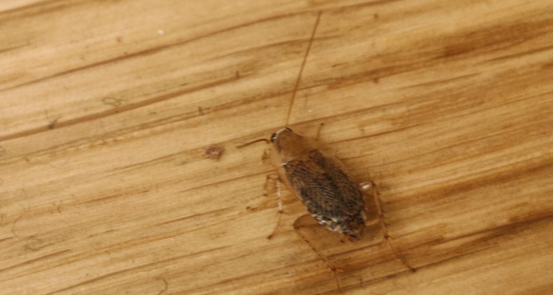 Schabe identifizieren