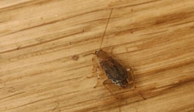 Schabe identifizieren