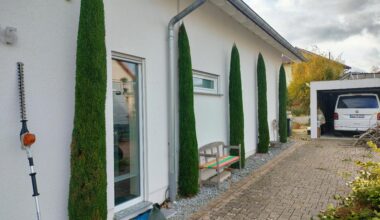 Zypressen - von unten oder von oben?