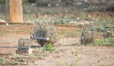 Finches in cages on a trapping site by Luca Eberle_BirdLife Malta