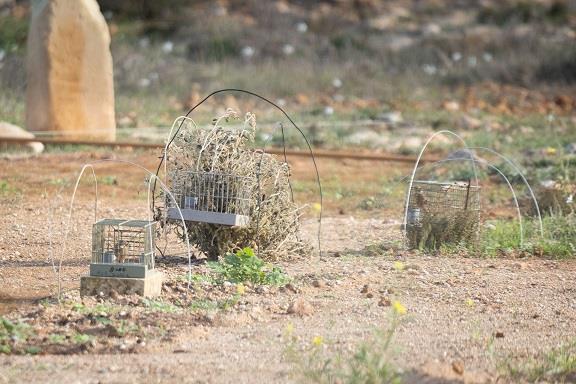 Finches in cages on a trapping site by Luca Eberle_BirdLife Malta