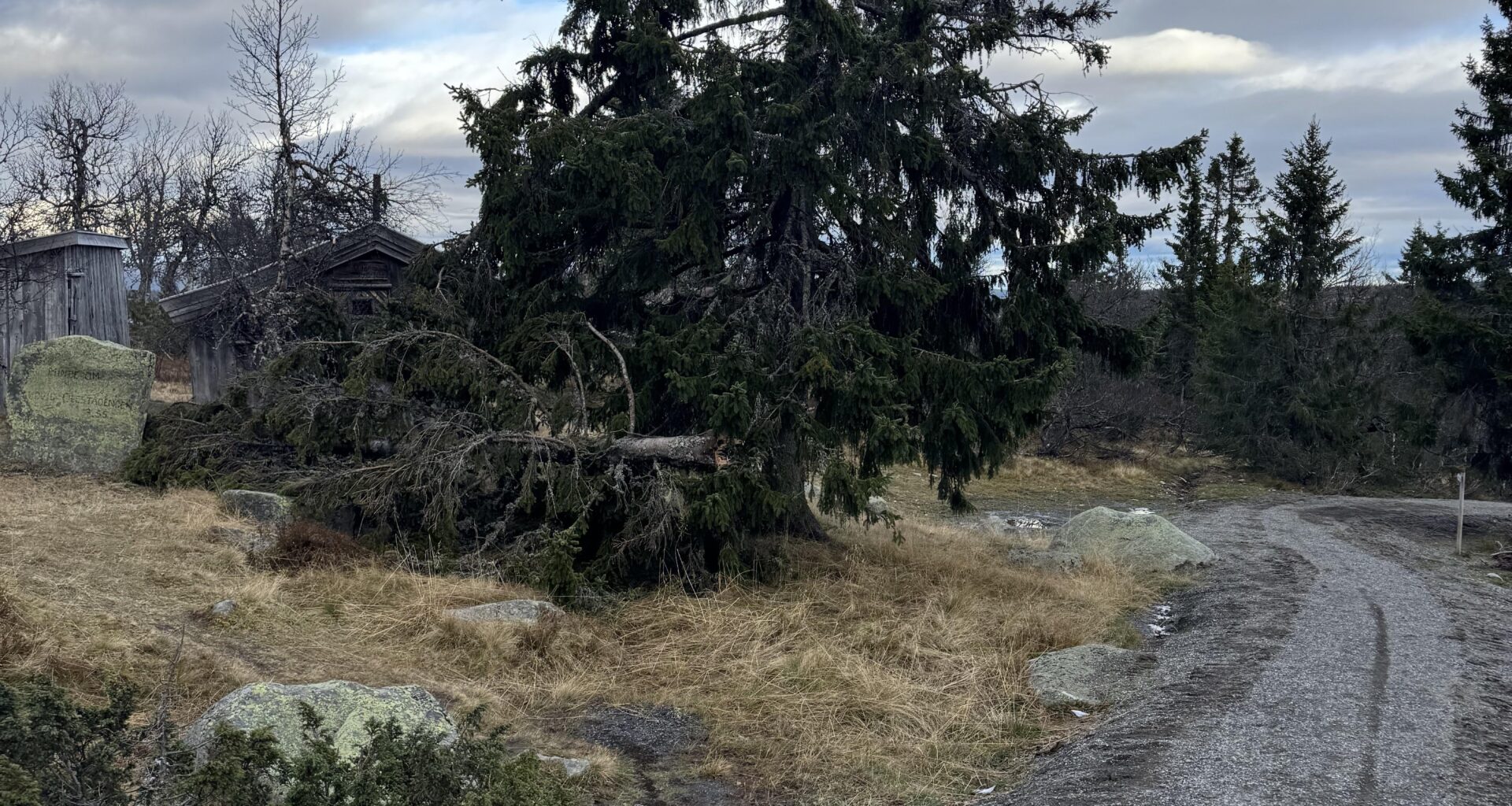 Old pine tree was broken.