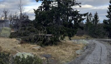 Old pine tree was broken.