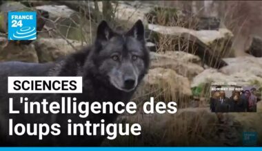 L'intelligence insoupçonnée des loups intrigue les scientifiques • FRANCE 24