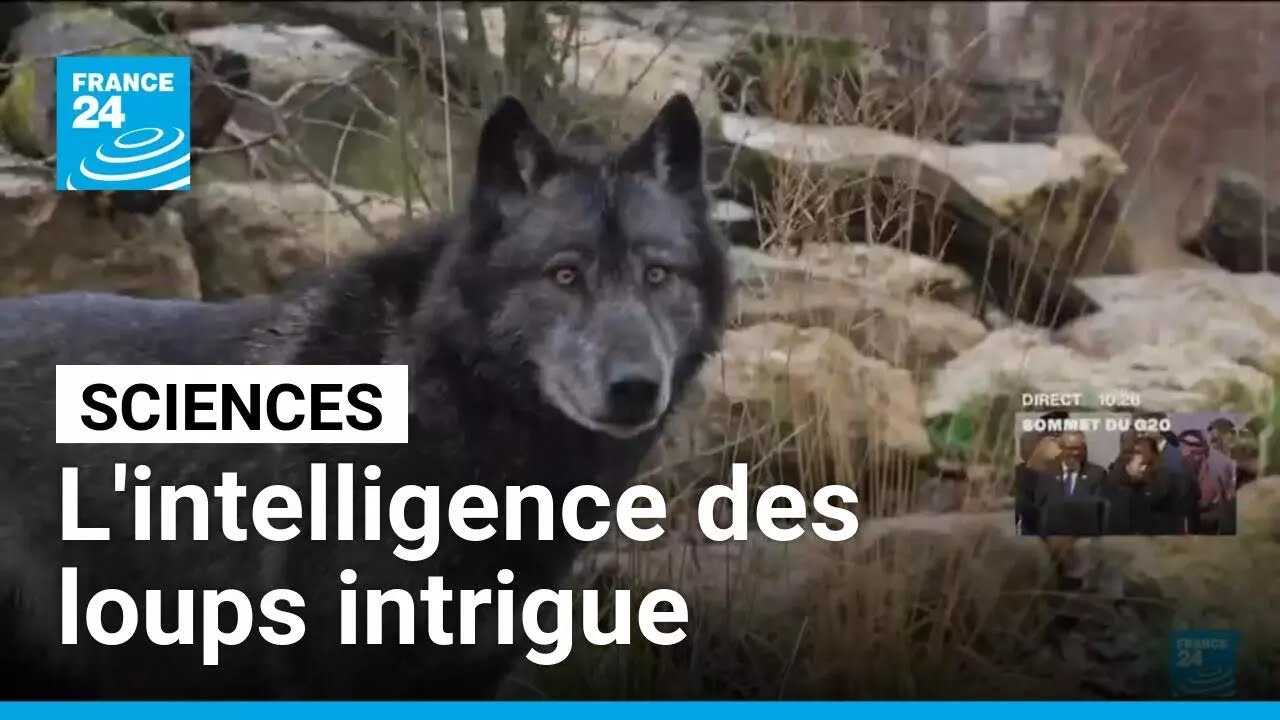 L'intelligence insoupçonnée des loups intrigue les scientifiques • FRANCE 24