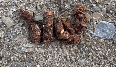 Von welchem Tier stammt der Kot?