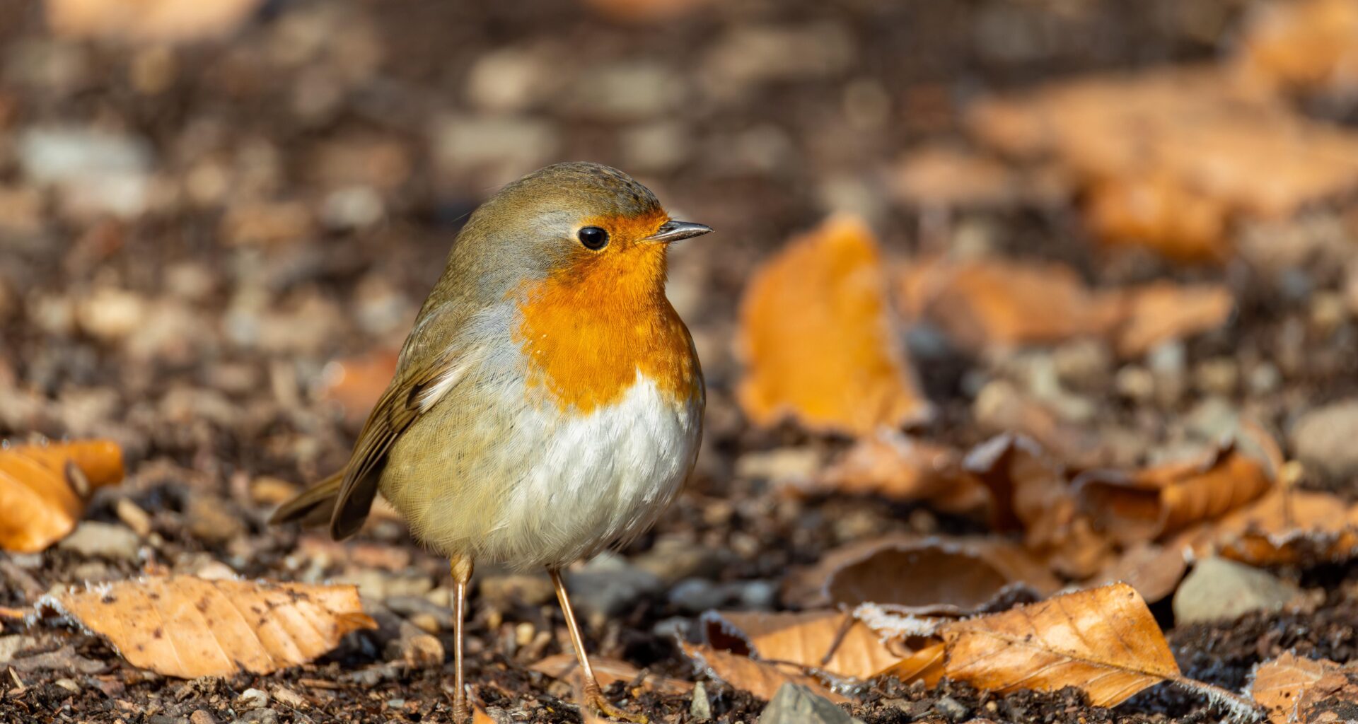 Rotkehlchen in Herbstfarben 🍂