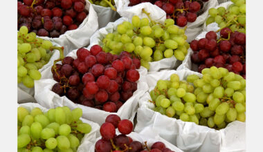Moldova’s table grape exports reach 30,000 tonnes as EU demand drives higher prices