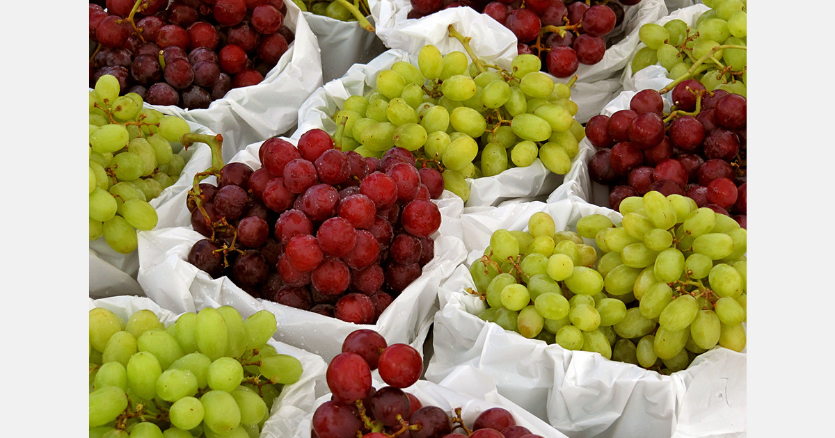 Moldova’s table grape exports reach 30,000 tonnes as EU demand drives higher prices