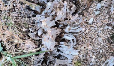 Kann das Haareis sein???