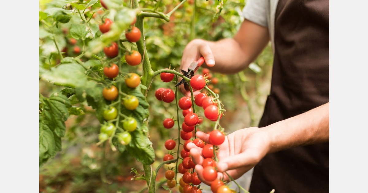 Growing to survive in a frozen wonderland