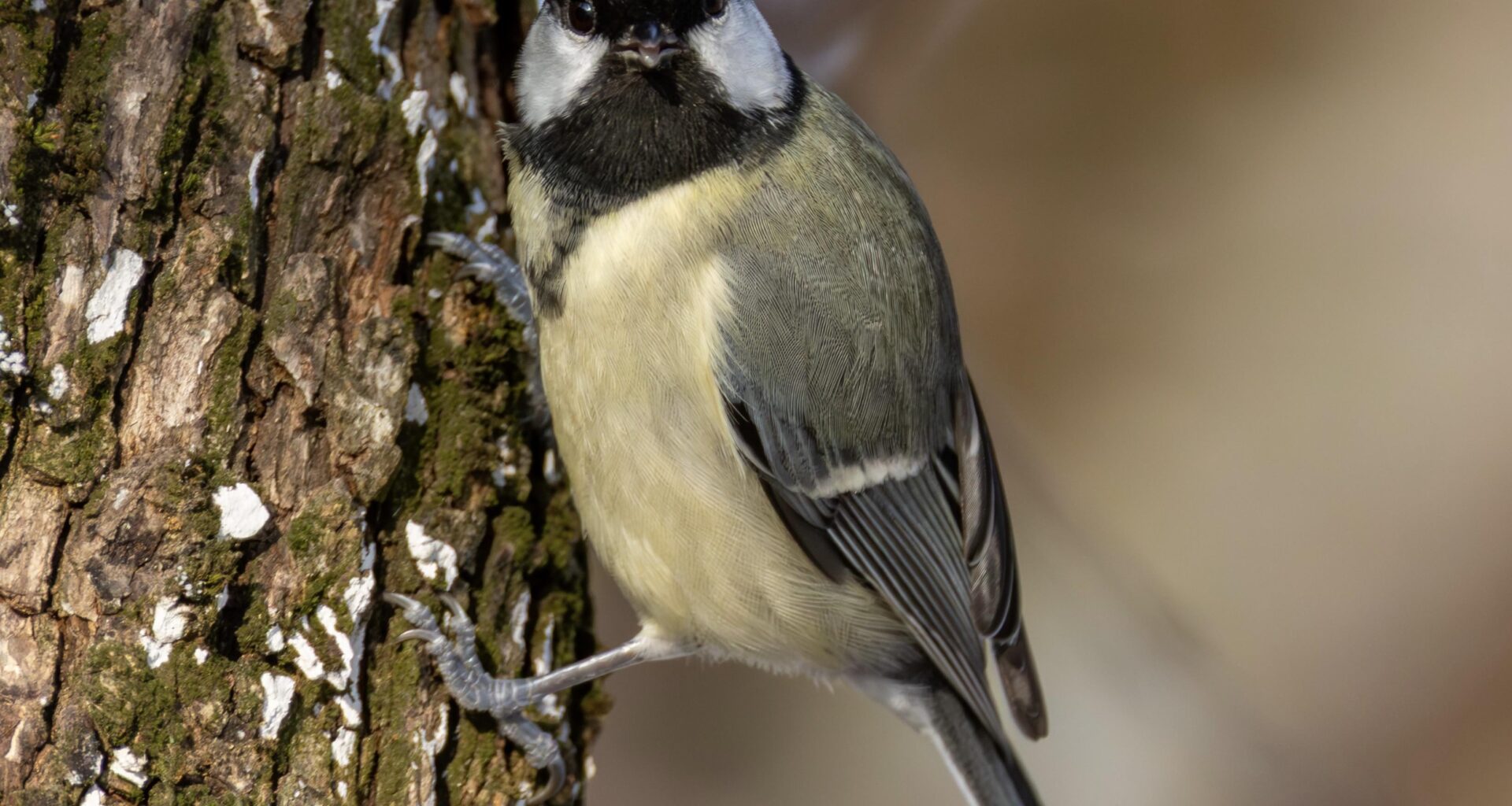 Wenn eine Kohlmeise dich verdächtig beäugt
