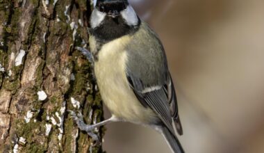 Wenn eine Kohlmeise dich verdächtig beäugt