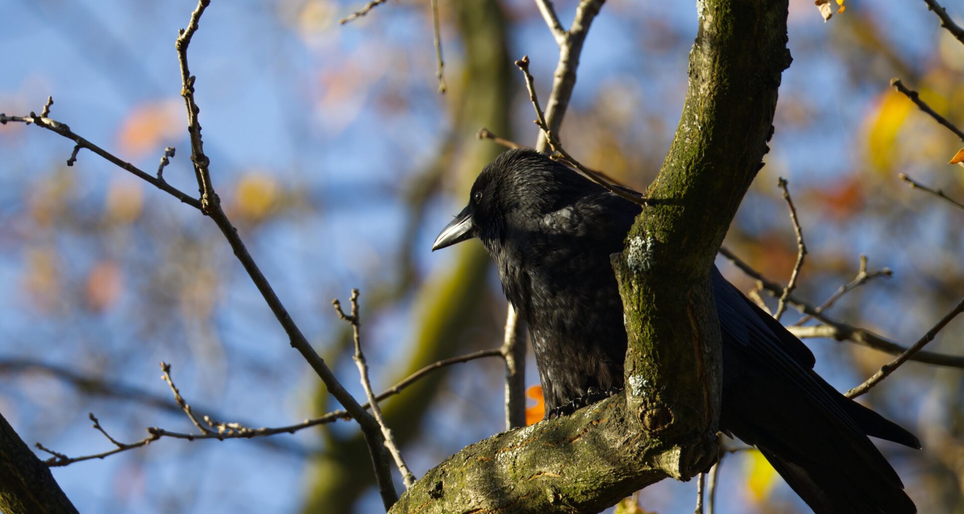 Herbstkrähe