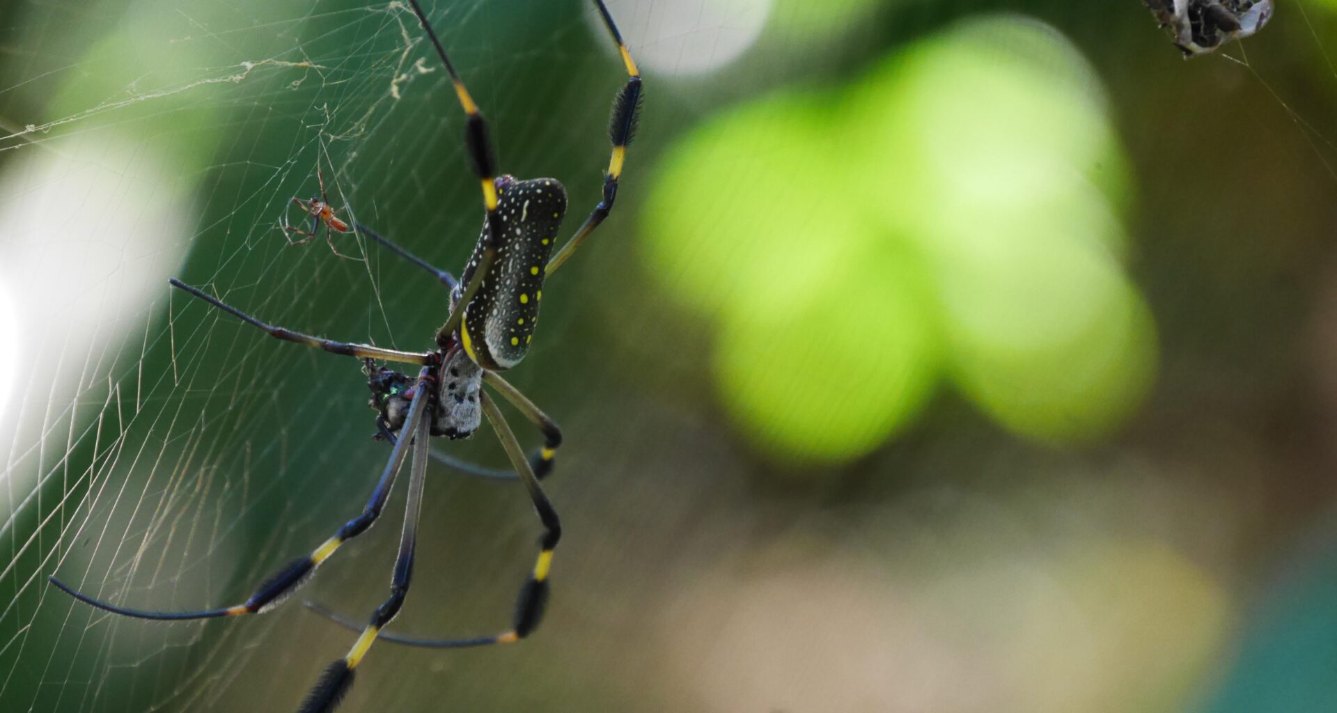 Eine goldene Seidennetzspinne hat vor dem Camper ihr Netz aufgespannt / Costa Rica