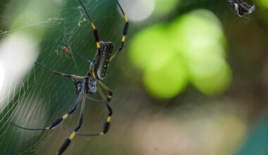 Eine goldene Seidennetzspinne hat vor dem Camper ihr Netz aufgespannt / Costa Rica