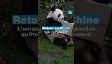 De retour en Chine : l'unique couple de pandas quitte le zoo de Beauval • FRANCE 24