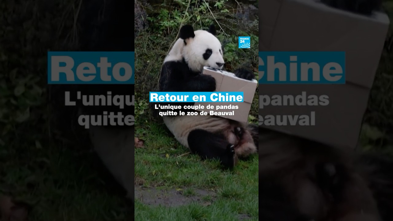 De retour en Chine : l'unique couple de pandas quitte le zoo de Beauval • FRANCE 24