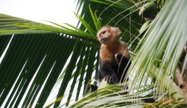Kapuzineräffchen… Manuel Antonio Nationalpark