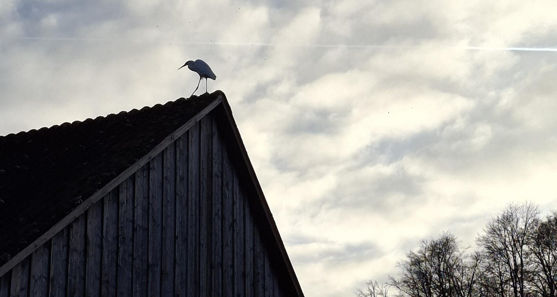 Silberreiher aufm Dach