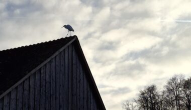 Silberreiher aufm Dach