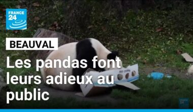 Beauval : derniers adieux émus du public, avant le retour des pandas en Chine mardi • FRANCE 24