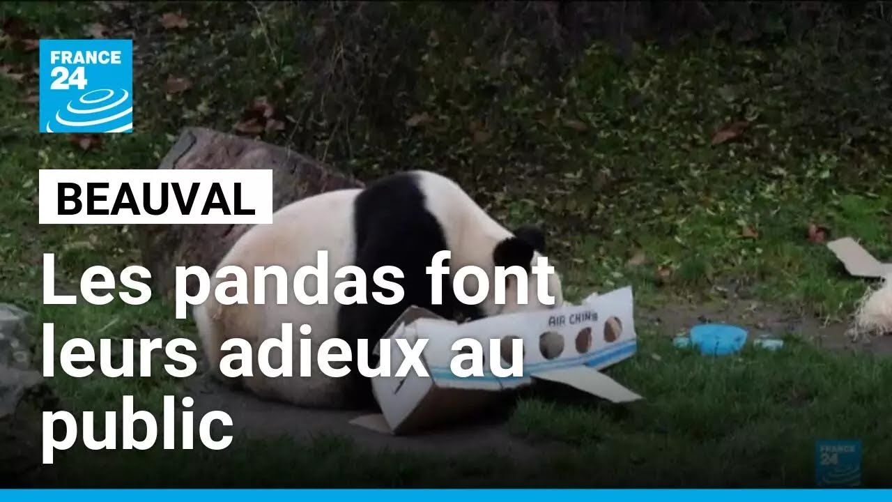 Beauval : derniers adieux émus du public, avant le retour des pandas en Chine mardi • FRANCE 24
