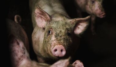 Chockerande bilder visar djurplågeri i svenska grisfabriker