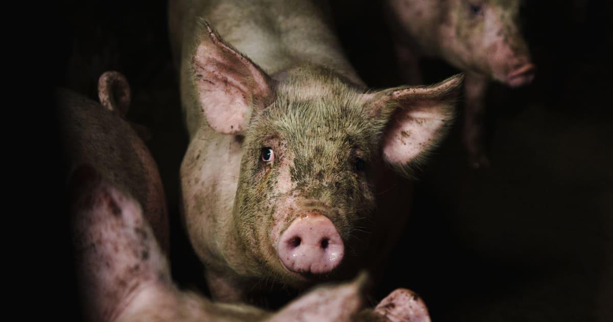 Chockerande bilder visar djurplågeri i svenska grisfabriker
