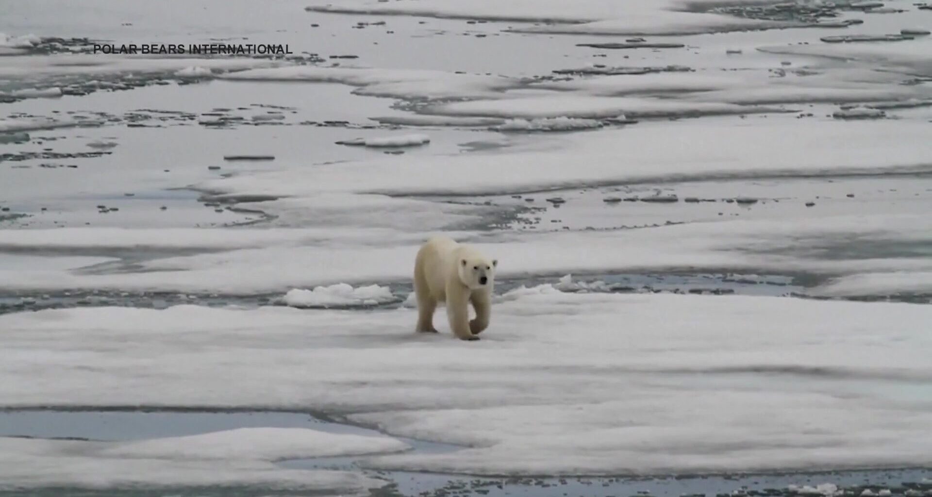 Tech Byte - How Science is Saving Polar Bears