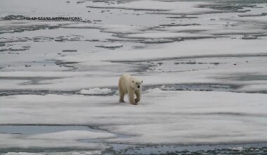 Tech Byte - How Science is Saving Polar Bears