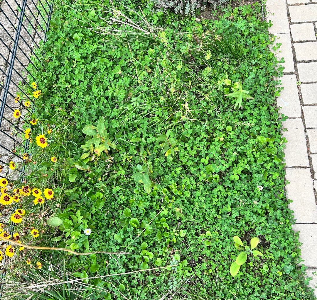 Von Brachflächen zu Steinbeet