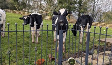 When you wake up and there's four cows in your garden, who is it that you phone?
