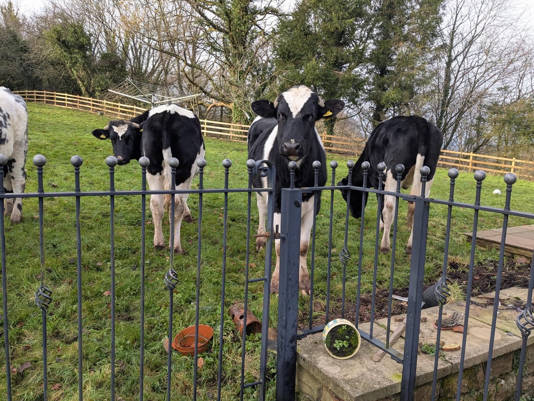 When you wake up and there's four cows in your garden, who is it that you phone?