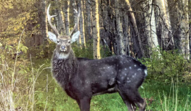 Invazīvās sugas drauds. Sika briedis novērots Igaunijā — iespējams, nācis no Latvijas